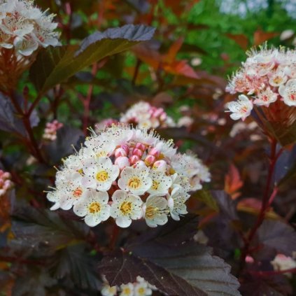 Tavoľa kalinolistá Little Joker 1,5l  Physocarpus opulifolius Little Joker