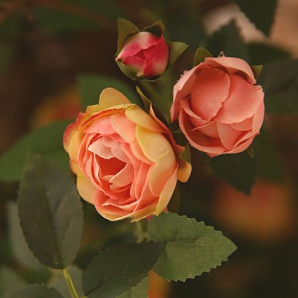 Ruža kerová bielo-oranžová kont