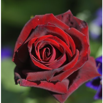 Ruža kerová tmavočervená kont.