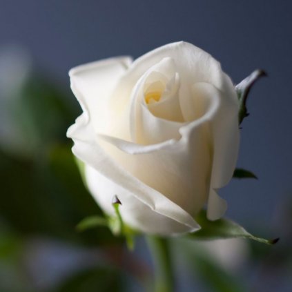 Ruža ťahavá biela kont.