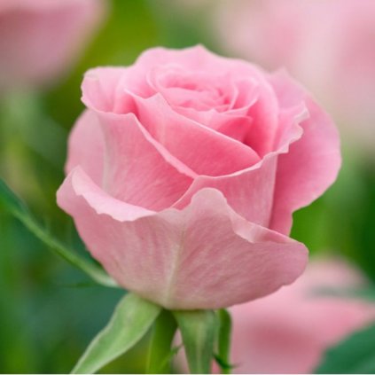 Ruža ťahavá ružová kont.