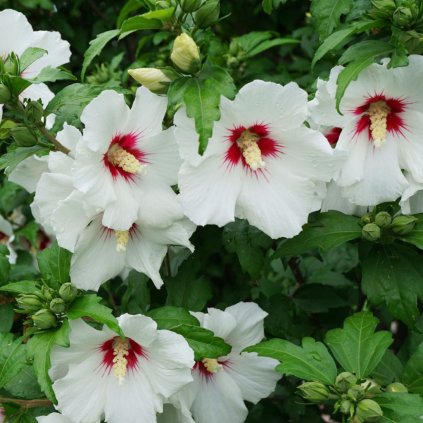 Ibištek sýrsky mix clt3l 40-50cm  Hibiskus syriacus