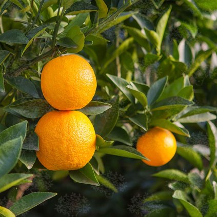 Citrus Citrónovník pomarančový clt5 km30cm  Citrus Sinensis arancia