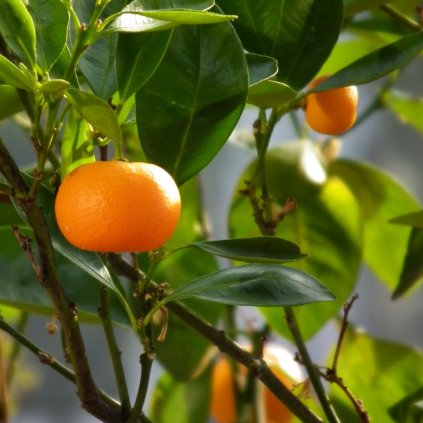 Citrus Mandarínka clt5 km30cm  Citrus Nobilis Mandarino