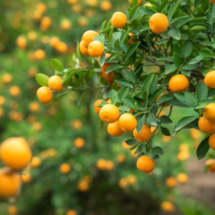 Citrus Kumkvat km60cm 1/2kmeň  Citrus Kunkuat Mandarino Cinese