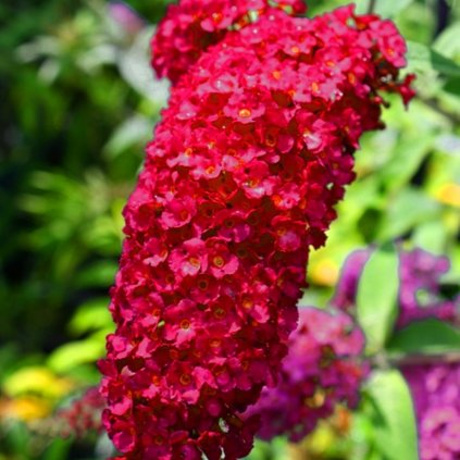 Budleja Dávidova Royal red 2,5l  Buddleja davidii