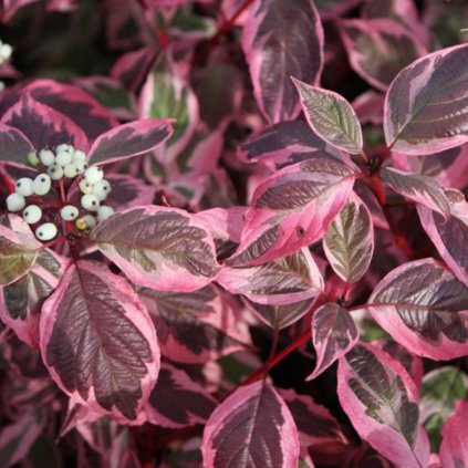 Drieň biely  'SIBIRICA VARIEGATA' 1,5l  Cornus alba 'SIBIRICA VARIEGATA'