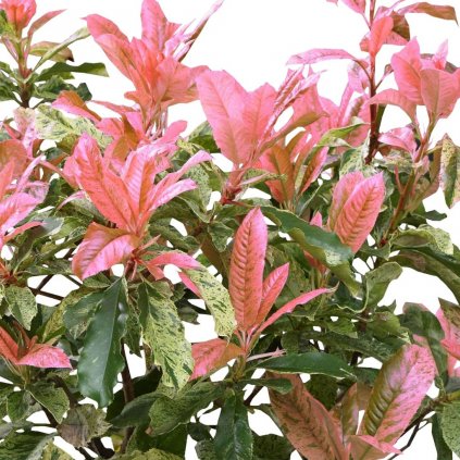 Červienka Pink Crispy 1/2kmeň clt18  Photinia pink crispy