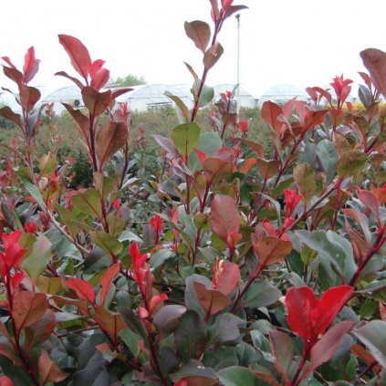 Červienka fraserova Little red Robin 15l, 1/2kmeň  Photinia fraseri Little red robin