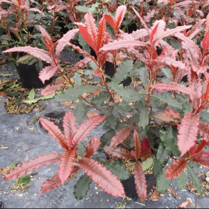 Červienka čínska Crunchy 1/4kmeň  Photinia Serratifolia Crunchy