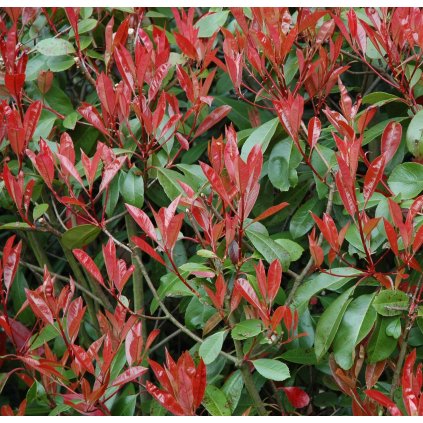 Červienka Fraserova Little Red Robin 9l, 1/4kmeň  Photinia fraseri Little Red Robin