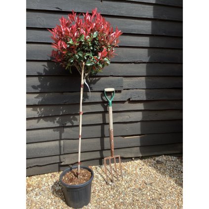 Photinia × fraseri ‘Robusta Compact’