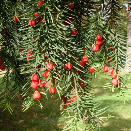 Tis obyčajný 50/60  Taxus baccata 50/60