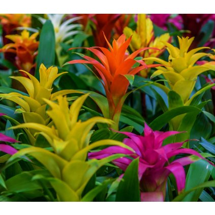 Bromelia mix