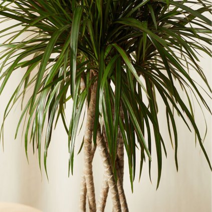 Dracena marginata 100cm, 3kmeň