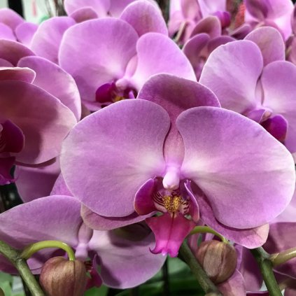 Orchidea mix farieb