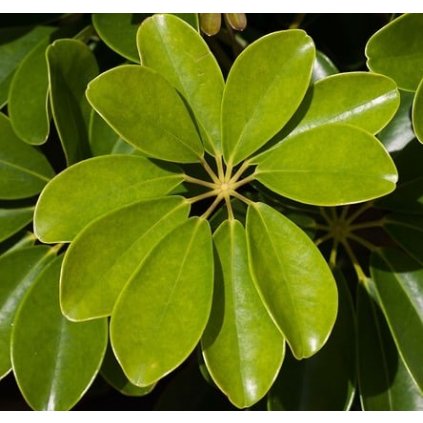 Seflera Gold Capella 3 kmen  Scheflera Arbor.