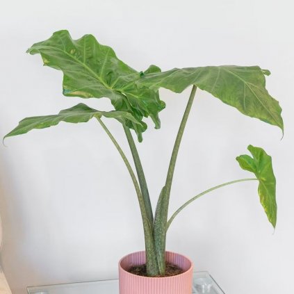 Alocasia Portodora