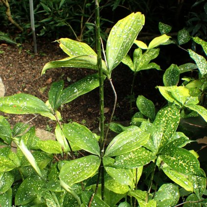 Dracena Surculosa Decorum