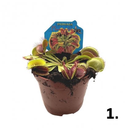 Masožrava rastlina mix