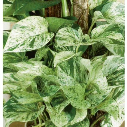 Potosovec Marble Queen  Epipremnum