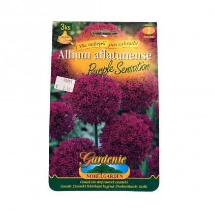 Cibule Cesnak okrasný veľkokvet. Purple Sensation 3ks  Allium aflatunense Purple Sensation