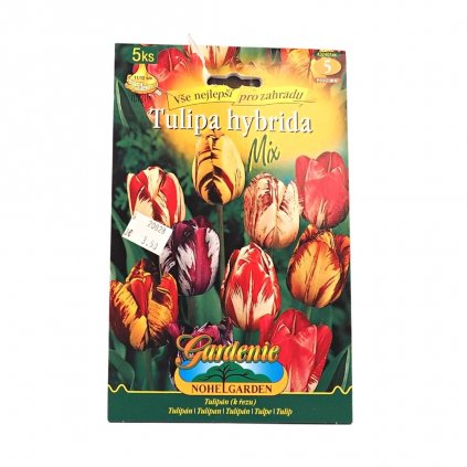 Cibule Tulipan rembrandt Zmes 5ks  Tulipa hybrida Rembrandt