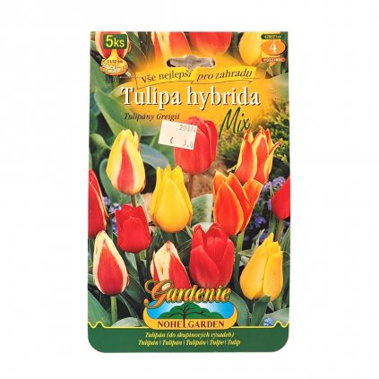 Cibule Tulipán Zmes 5ks  Tulipa hybrida Greigii