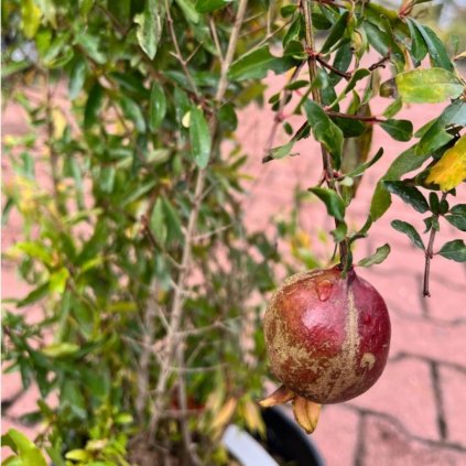 Granátovník púnsky Nana clt.3 50-60cm  Punica granatum 'Nana'