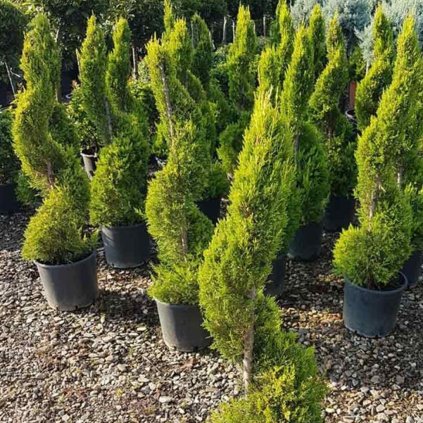 Cyprusovec leylandský 'Castlewellan Gold', špirála, výška 120/140 cm, v črepníku  Cupressocyparis leylandii 'Castlewellan Gold' spiral
