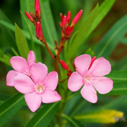 Oleander obyčajný km 50cm  Nerium oleander