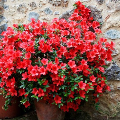 Rododendron G.Red 15/20 1l  Azalea japonica 'Geisha Red'