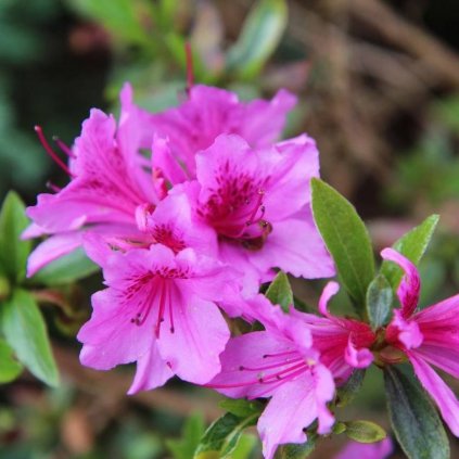 Rododendron Koningstein 15/20 1l  Azalea japonica 'Koningstein'