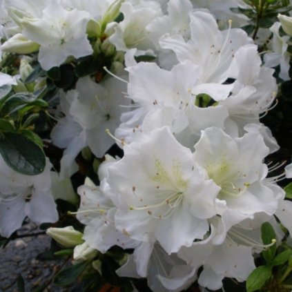 Rododendron P. White 15/20 1l  Azalea japonica 'Pleasant White'