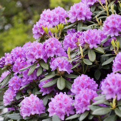 Rododendron Caawb. Grandiflorum purple 40/60cm 5/10l  Rhododendron catawbiense 'Grandiflorum purple'