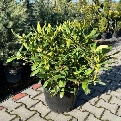 Rododendron Cunningham´s White 40/50cm 5/10l  Rhododendron hybridum 'Cunningham´s White'