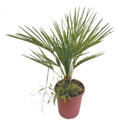 Palmička nízka 5l, 50cm+  Chamaerops humilis