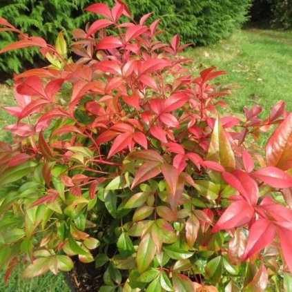 Nandina Obsessed 20-25cm  Nandina 'Obsessed'