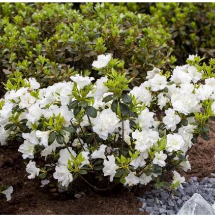 Rododendron Schneewitchen 25cm+ 2l  Azalea japonica 'Schneewitchen'