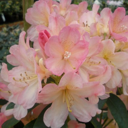 Rododendron Percy Wiseman 40-50cm, 10l  Rhododendron 'Percy Wiseman'