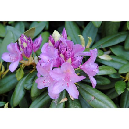 Rododendron  Cat. Grandiflorum 80-90cm  Rhododendron catawbiense 'Grandiflorum'