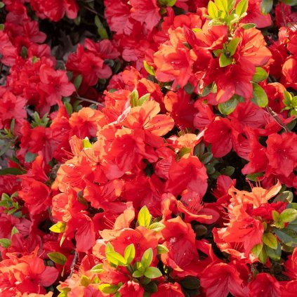 Rododendron G.Orange 15/20 1l  Azalea japonica 'Geisha Orange'