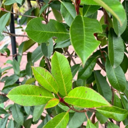 Červienka Fraserova Red Robin Spalliera 150/100, clt30  Photinia freseri 'Red Robin' spallera