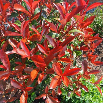 Červienka Fraserova Robusta Compact Spalliera 120x90cm  Photinia freseri 'Robusta Compacta' spallera