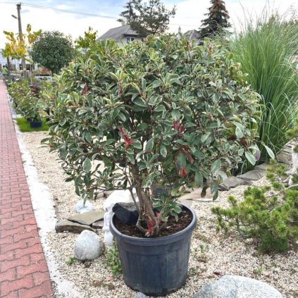 Červienka Fraserova Pink Marble viackmeň  Photinia fraseri 'Pink Marble'