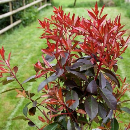 Červienka Magical Vulcano Cono 100/125cm, clt20  Photinia freseri 'Magical Volcano' Cono