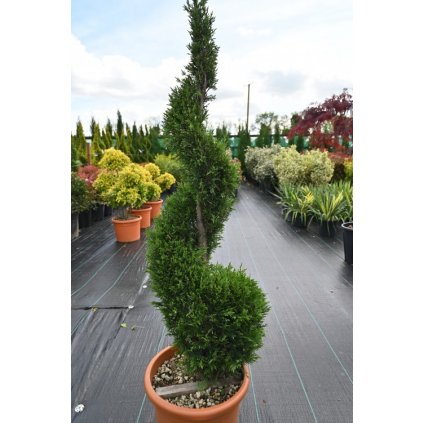 Cyprusovec leylandský, špirála, výška 80/100 cm, v črepníku 10l  Cupressus leylandii spiral