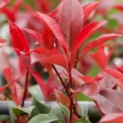 Červienka Fraserova Red Robin Spalliera 120/90, clt35  Photinia freseri 'Red Robin' spallera