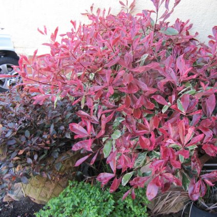 Červienka fraserova Pink Marble km clt15 40/50  Photinia fraseri 'Pink Marble'