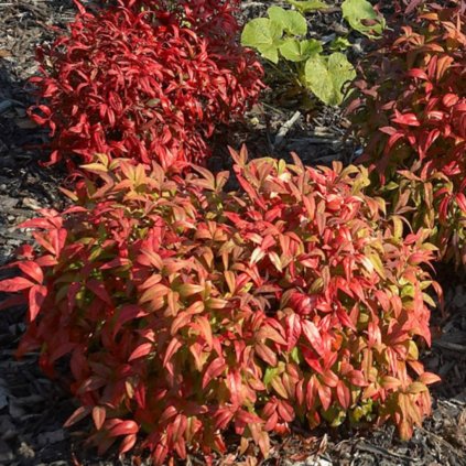 Nandina in cultivars 5l  Nandina in cultivars